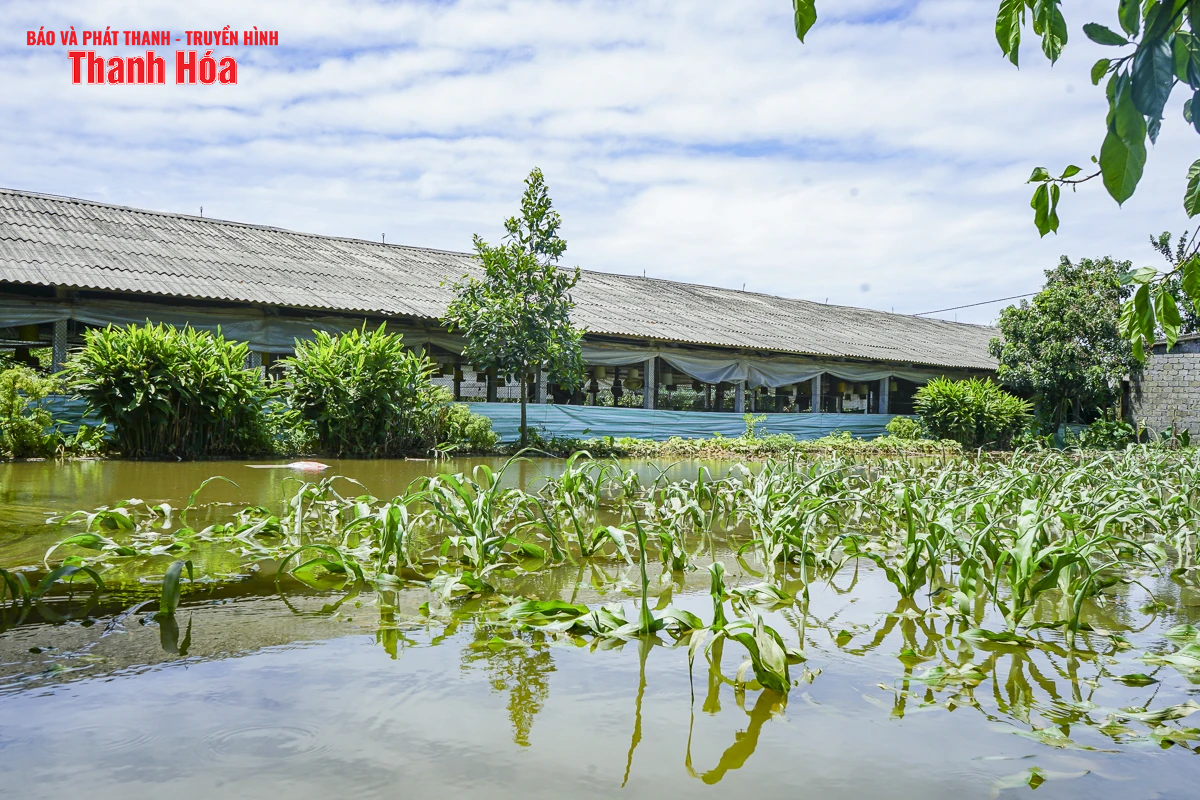 Sau bão số 3, hàng nghìn con gà bị nước lũ nhấn chìm, người chăn nuôi thiệt hại nặng