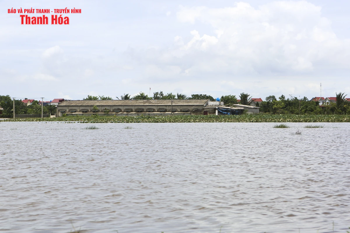 Sau bão số 3, hàng nghìn con gà bị nước lũ nhấn chìm, người chăn nuôi thiệt hại nặng