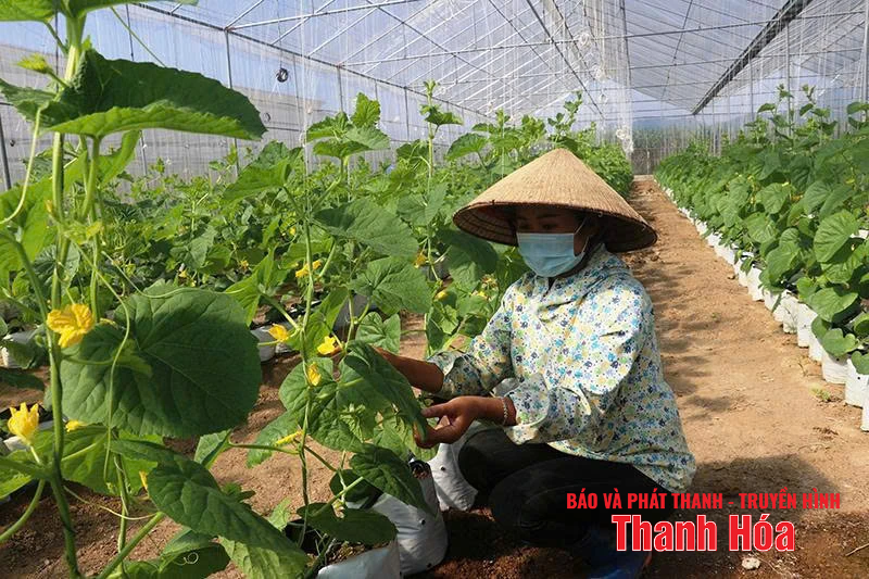 Đưa khoa học kỹ thuật vào sản xuất giúp đồng bào thoát nghèo