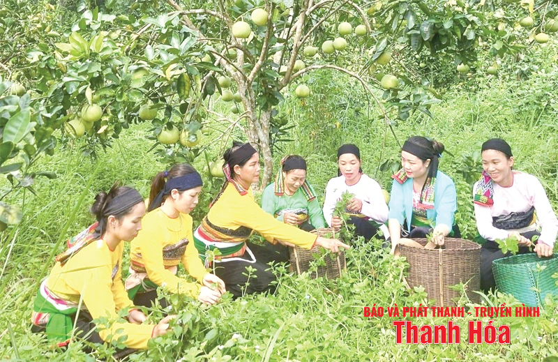 Đưa khoa học kỹ thuật vào sản xuất giúp đồng bào thoát nghèo