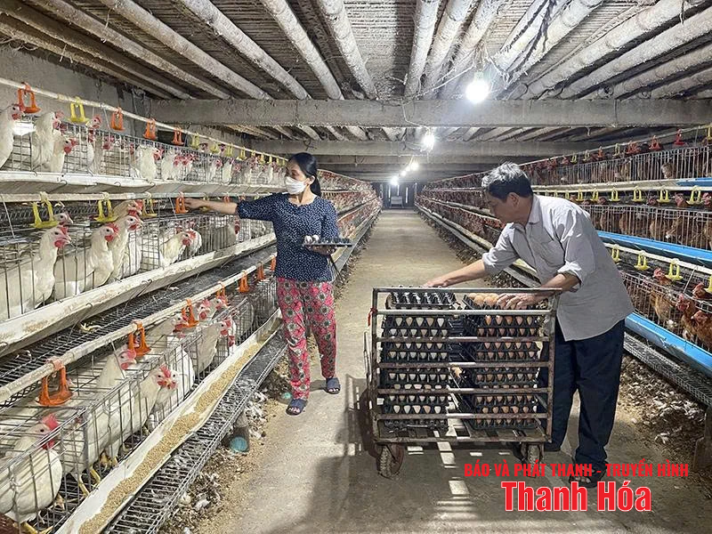 Xây dựng cơ sở, vùng chăn nuôi an toàn dịch bệnh: Vẫn là bài toán khó