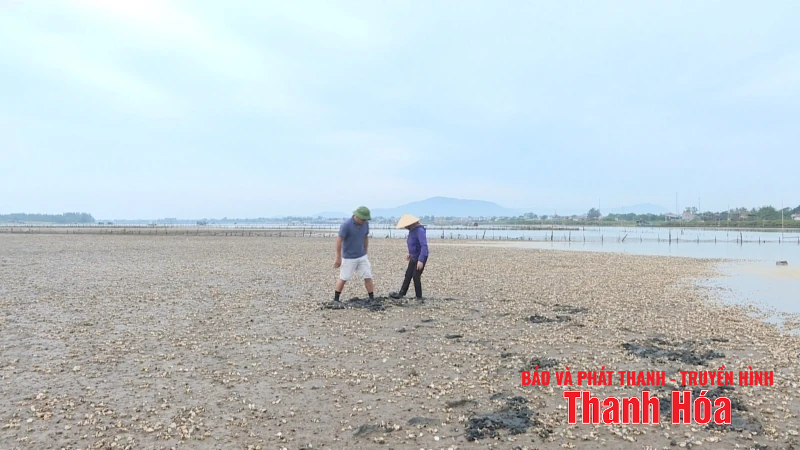 Tìm ra nguyên nhân ngao chết hàng loạt ở phường Ngọc Sơn