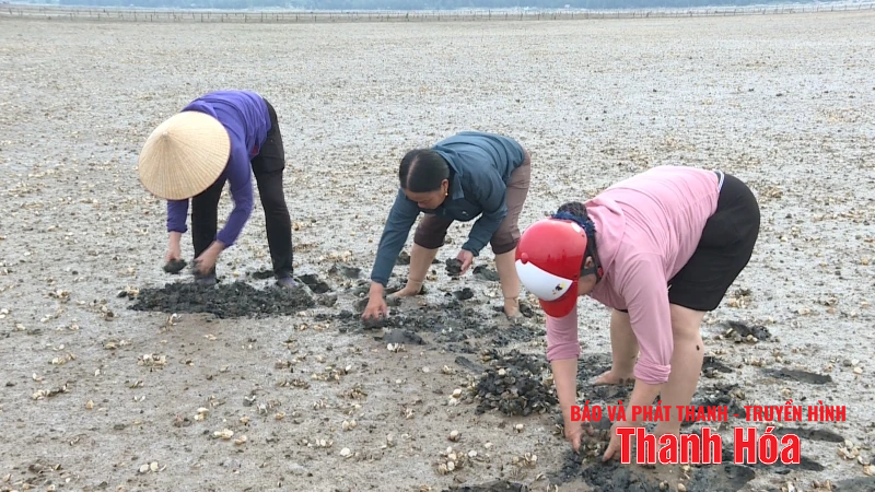 Tìm ra nguyên nhân ngao chết hàng loạt ở phường Ngọc Sơn