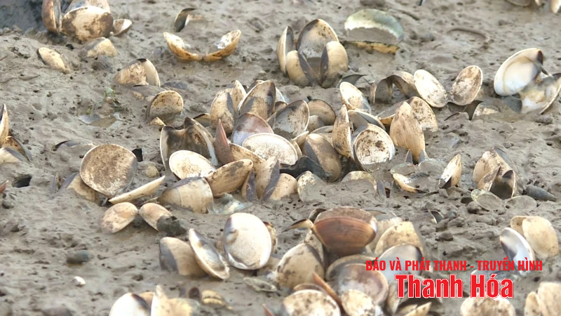 Tìm ra nguyên nhân ngao chết hàng loạt ở phường Ngọc Sơn