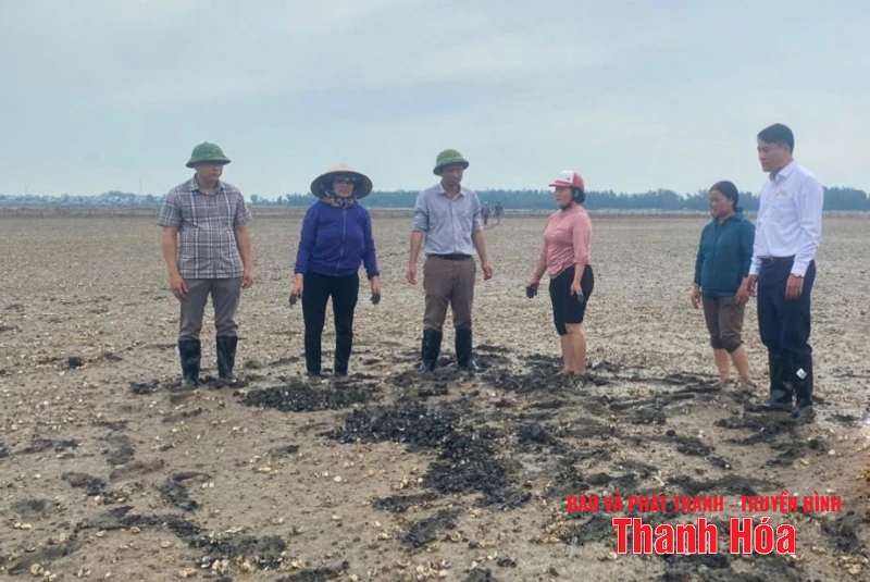 Tìm ra nguyên nhân ngao chết hàng loạt ở phường Ngọc Sơn