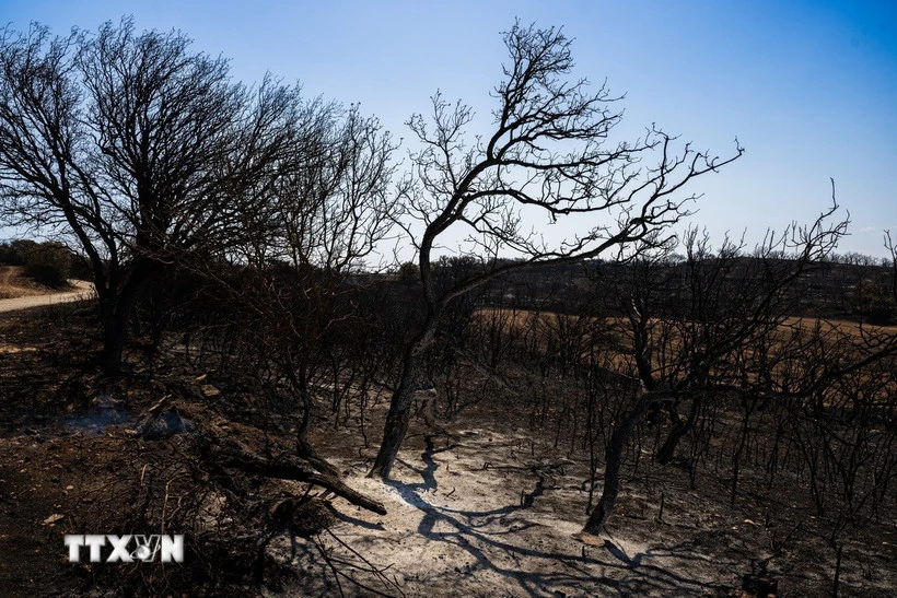 Brazil mất hơn 1,11 triệu km2 rừng tự nhiên trong 4 thập kỷ