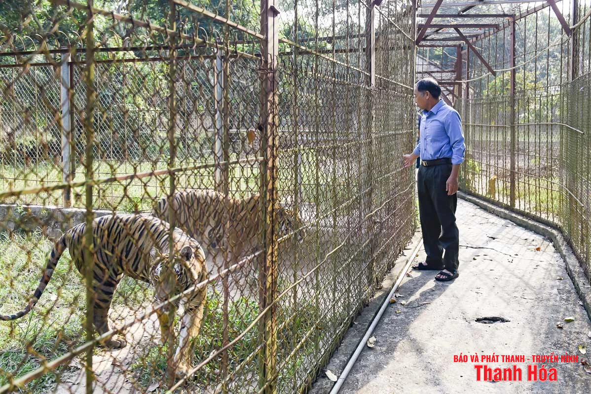 Bất cập tại trại nuôi nhốt hổ ở Xuân Tín