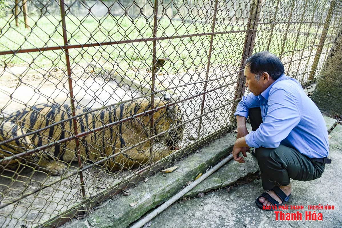 Bất cập tại trại nuôi nhốt hổ ở Xuân Tín
