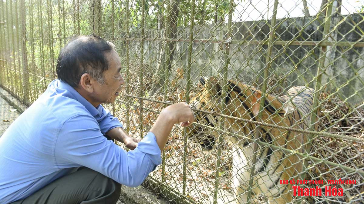 Bất cập tại trại nuôi nhốt hổ ở Xuân Tín