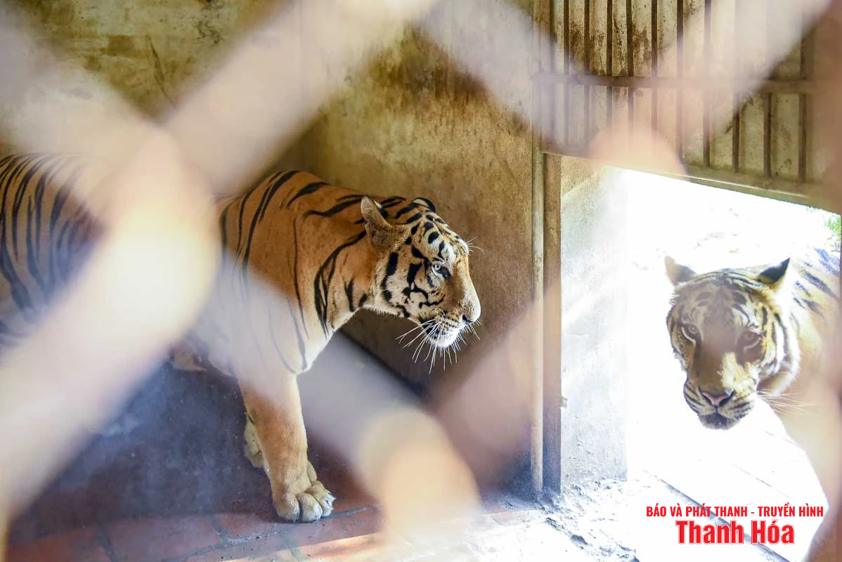 Bất cập tại trại nuôi nhốt hổ ở Xuân Tín