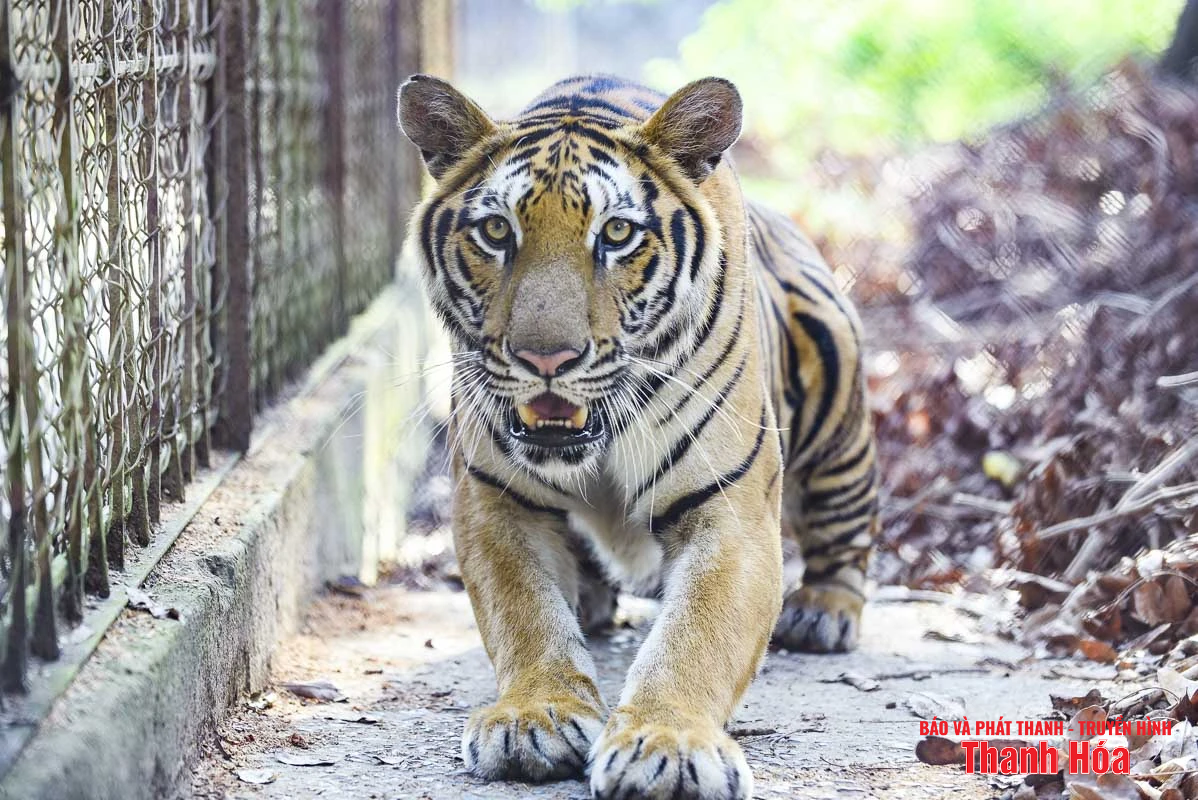 Bất cập tại trại nuôi nhốt hổ ở Xuân Tín