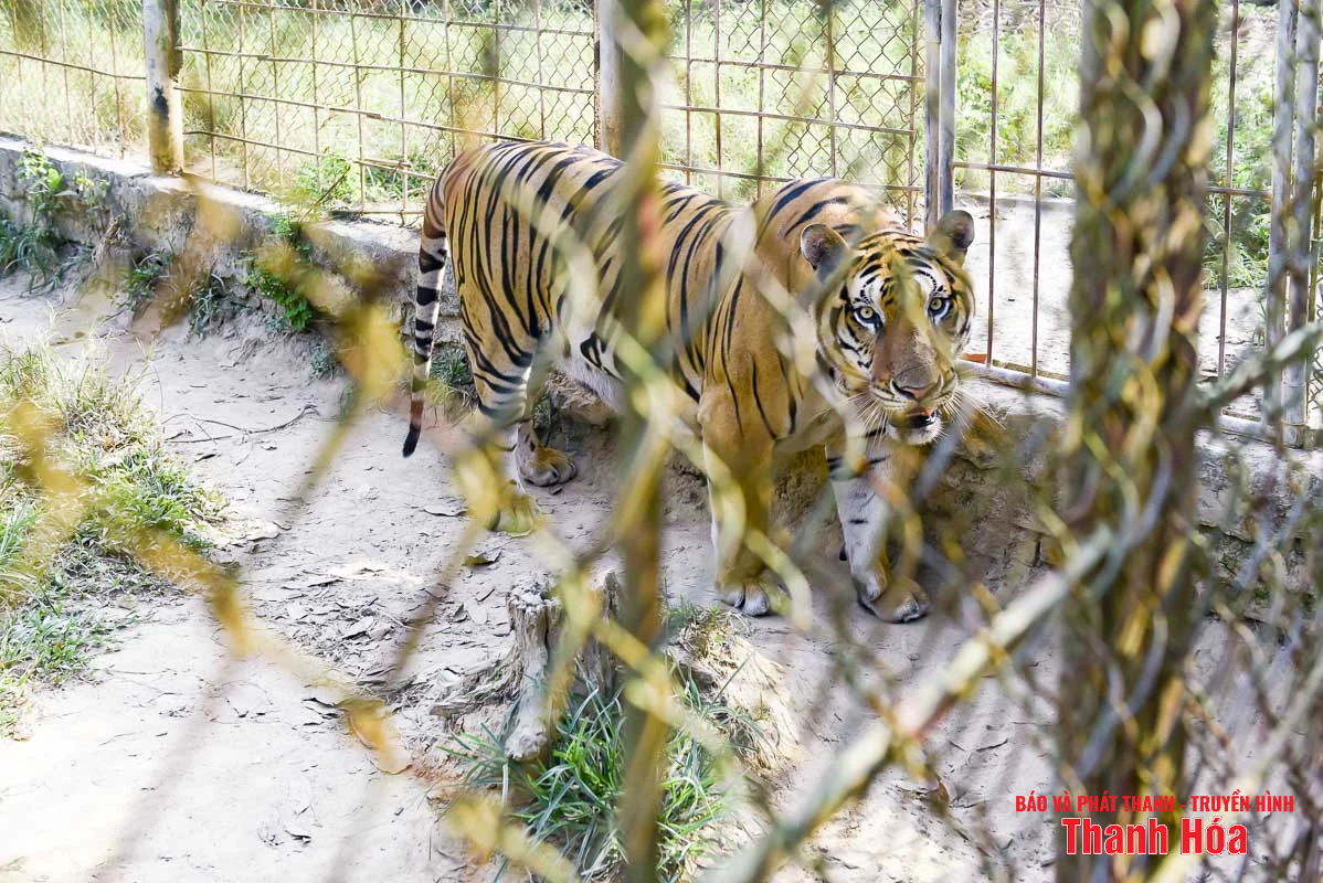 Bất cập tại trại nuôi nhốt hổ ở Xuân Tín