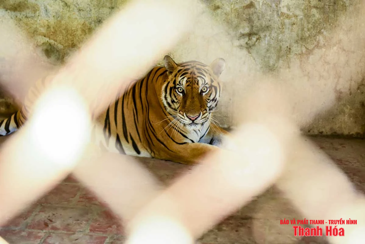 Bất cập tại trại nuôi nhốt hổ ở Xuân Tín