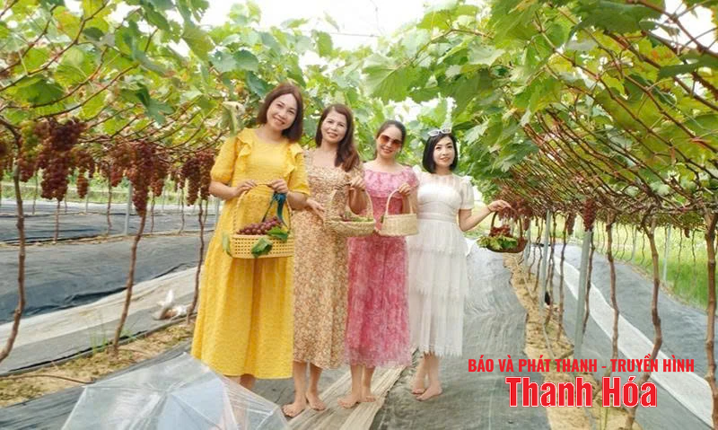 Hướng đi mới trong đa dạng hóa đối tượng cây trồng