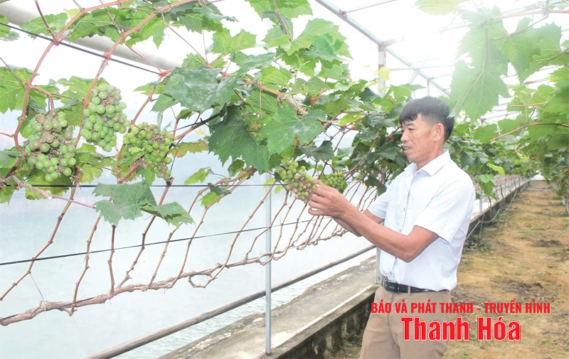 Hướng đi mới trong đa dạng hóa đối tượng cây trồng