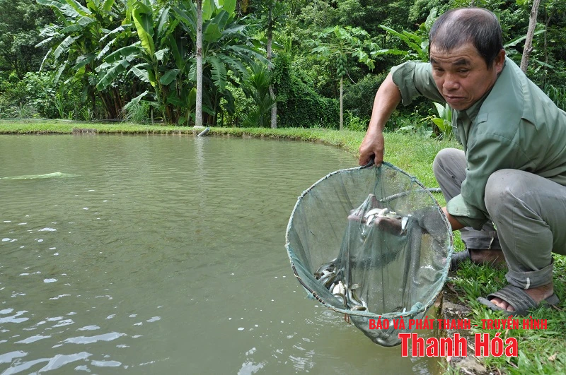 Trại cá Dầm xanh bên suối Pượn