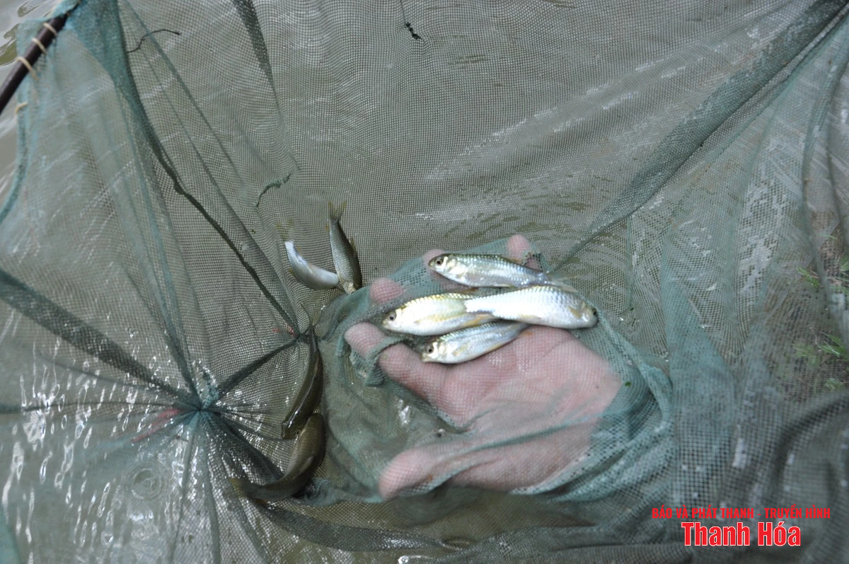 Trại cá Dầm xanh bên suối Pượn