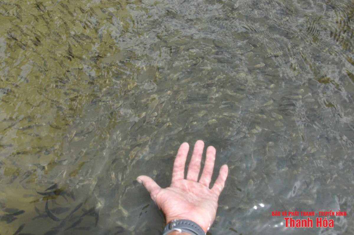 Trại cá Dầm xanh bên suối Pượn