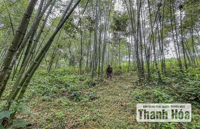 Phú Lệ nâng cao giá trị kinh tế rừng luồng