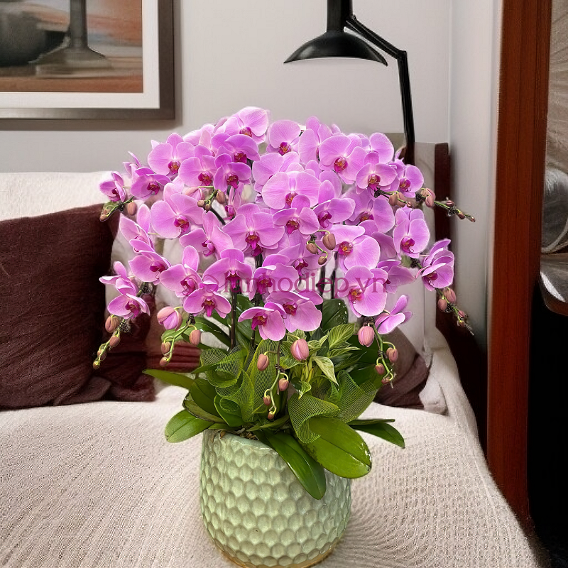 Ưu đãi lan hồ điệp chào mừng khai giảng - Quà tặng sang trọng