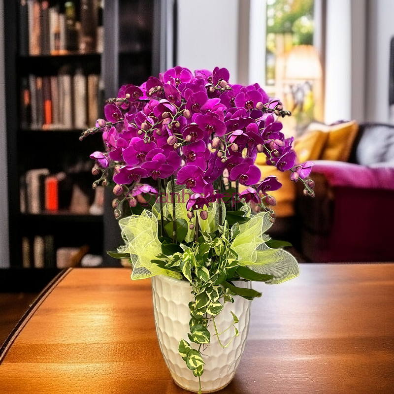 Ưu đãi lan hồ điệp chào mừng khai giảng - Quà tặng sang trọng