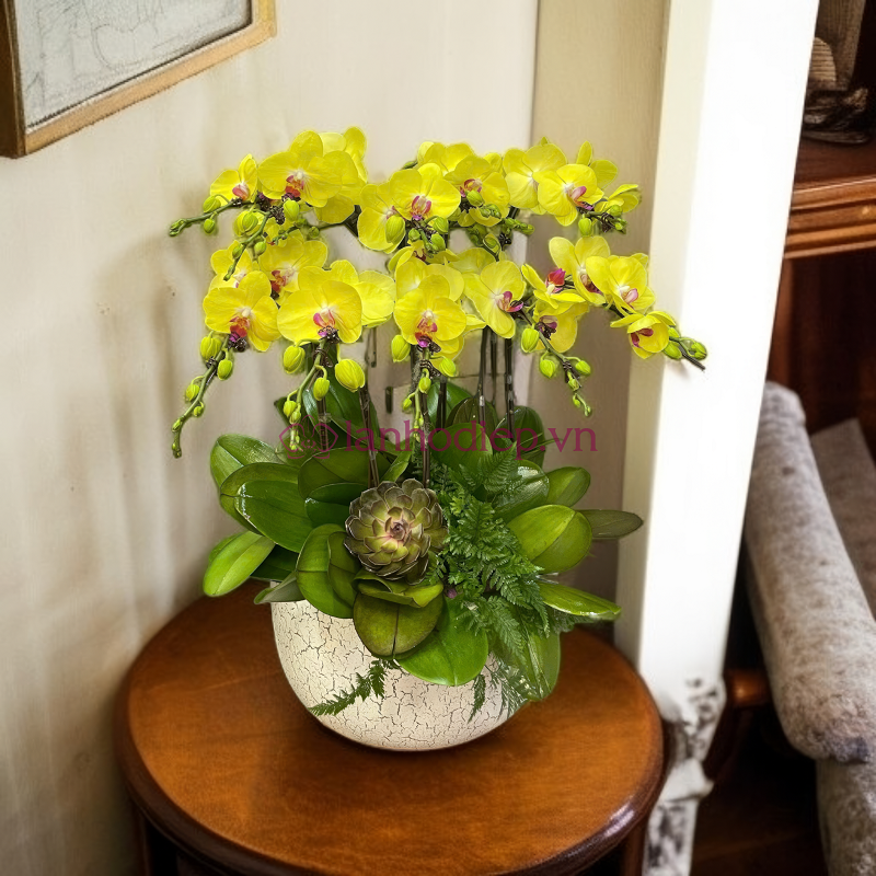 Ưu đãi lan hồ điệp chào mừng khai giảng - Quà tặng sang trọng