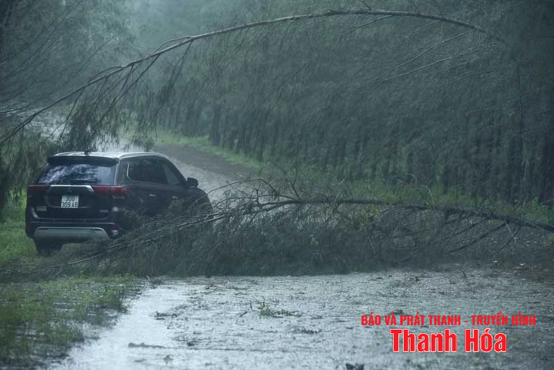 Sóng cao, cây gãy đổ hàng loạt do bão số 5