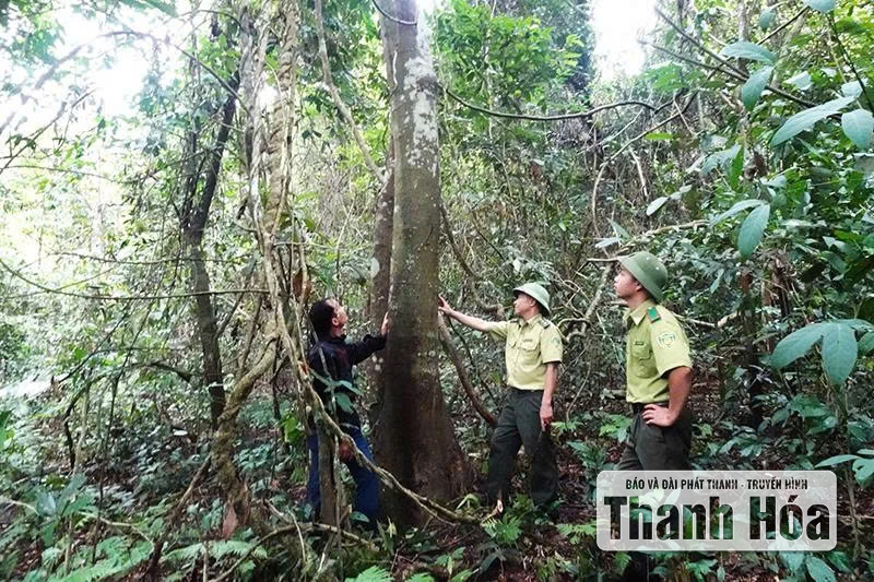 Vì sao người dân chưa mặn mà với trồng rừng gỗ lớn?