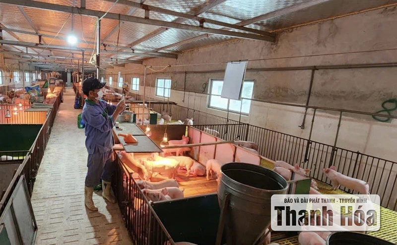 Tìm giải pháp tái đàn sau dịch tả lợn châu Phi