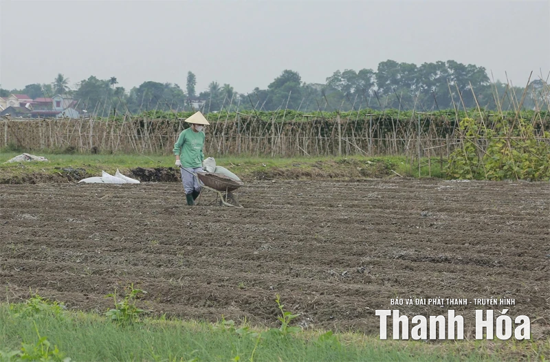 Khôi phục sản xuất nông nghiệp sau bão lũ