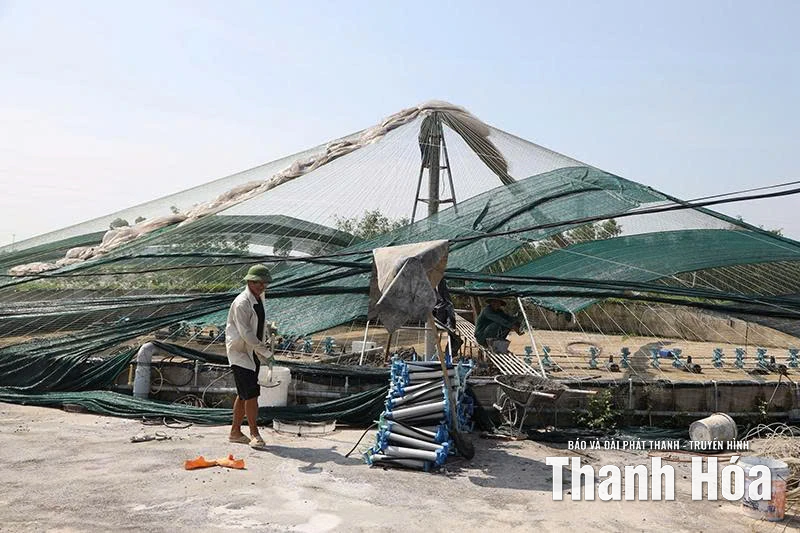 Trăn trở từ vùng nuôi tôm