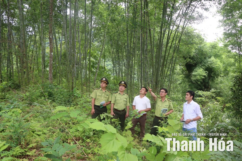 Thâm canh phục tráng nâng cao năng suất và giá trị kinh tế rừng luồng