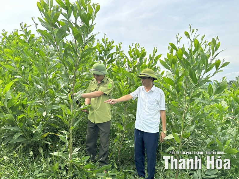 Chủ động mở rộng diện tích trồng rừng bằng cây nuôi cấy mô