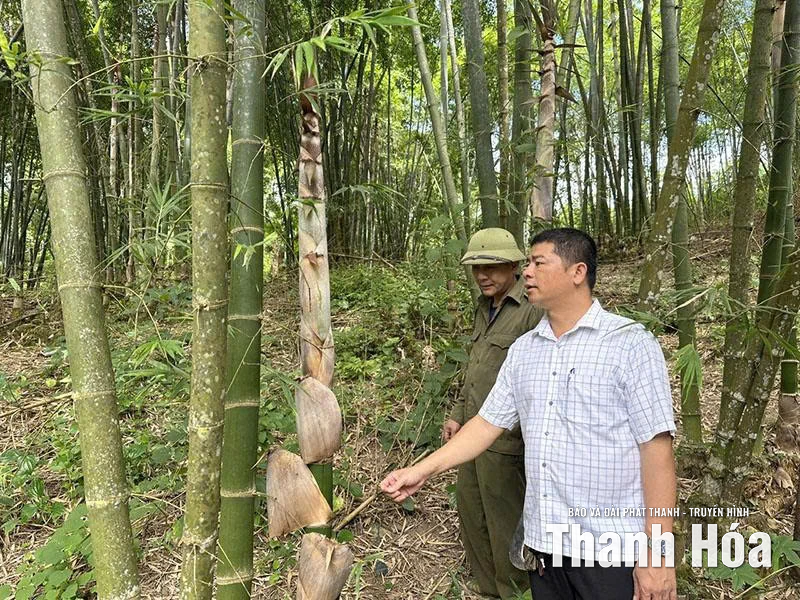 Trung Hạ thâm canh phục tráng, nâng cao hiệu quả kinh tế rừng luồng