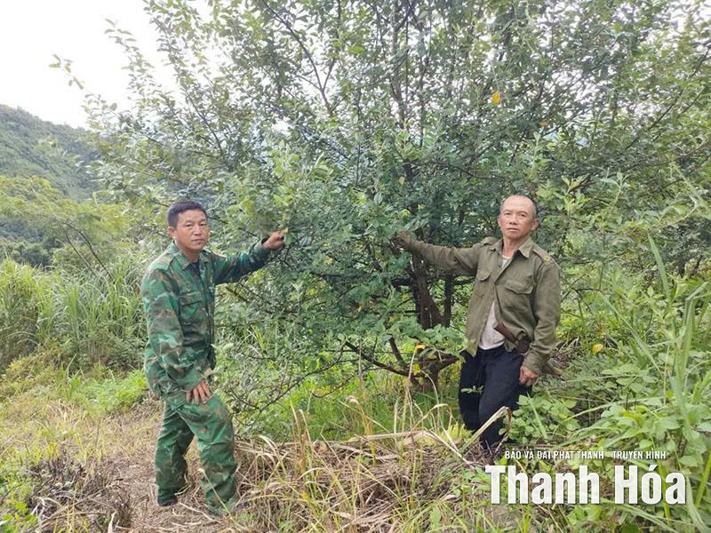 Đồn Biên phòng Pù Nhi giúp dân tạo sinh kế
