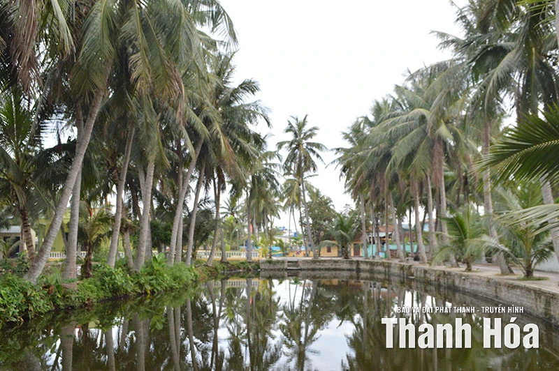 Tỏa bóng dừa xanh...