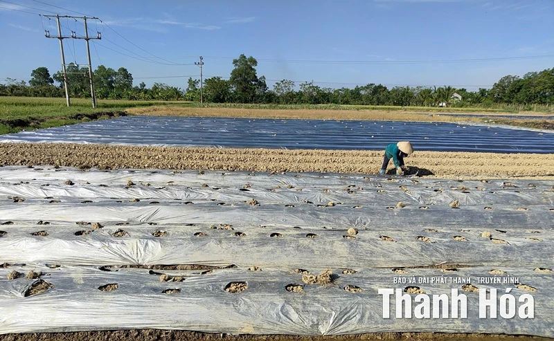 Các địa phương khẩn trương thu hoạch lúa mùa trước diễn biến thời tiết phức tạp