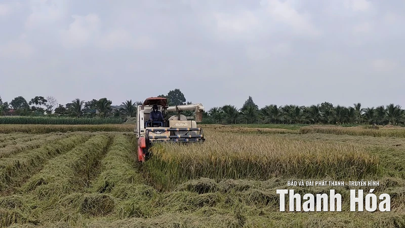 Các địa phương khẩn trương thu hoạch lúa mùa trước diễn biến thời tiết phức tạp