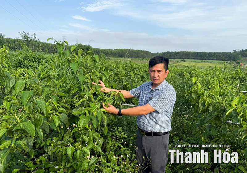 Tiềm năng phát triển cây Sachi