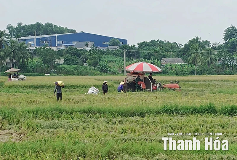 Các địa phương khẩn trương thu hoạch lúa mùa trước diễn biến thời tiết phức tạp