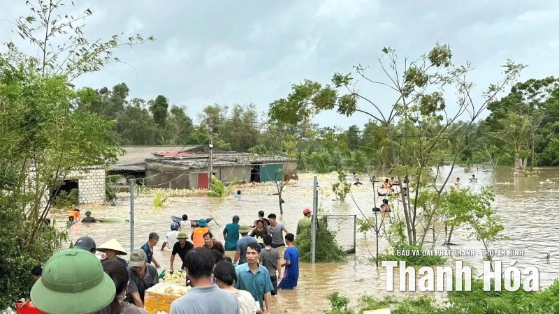 Ngành chăn nuôi thiệt hại lớn do mưa bão