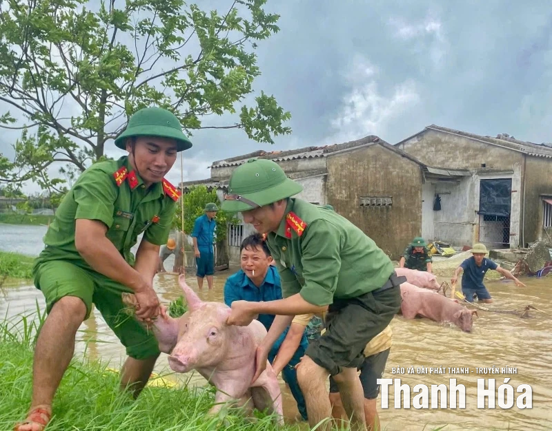 Ngành chăn nuôi thiệt hại lớn do mưa bão