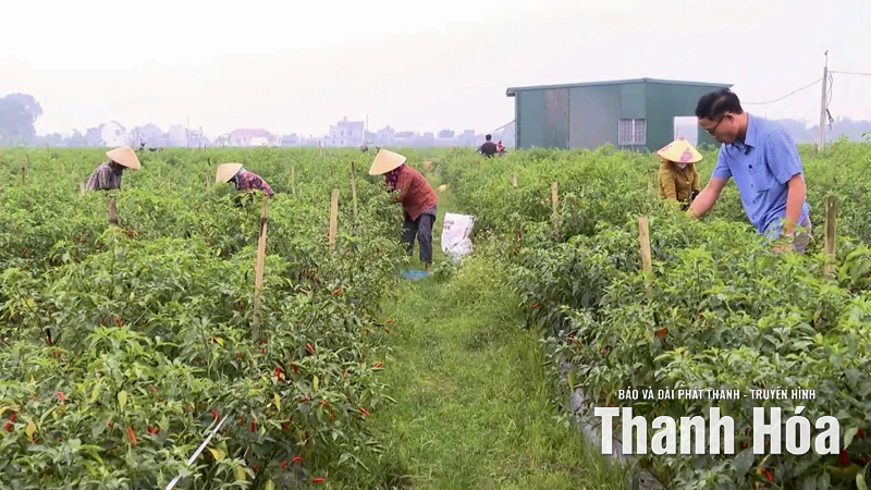 Phường Nam Sầm Sơn hướng tới nông nghiệp công nghệ cao gắn với du lịch