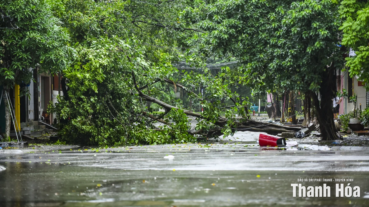 Nhiều phố phường của Thanh Hóa cây đổ chắn đường, nước ngập cục bộ do ảnh hưởng của mưa bão