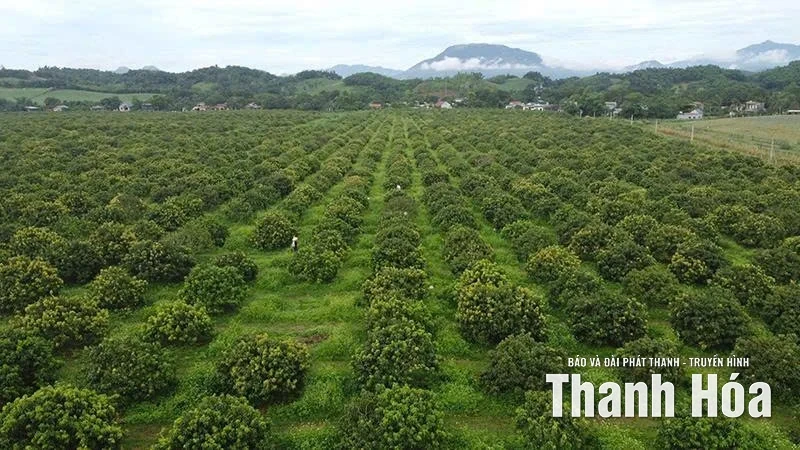 Thanh Hóa: 5 năm một hành trình khát vọng (Bài cuối) - Ủ than ấm để cơi lửa hồng