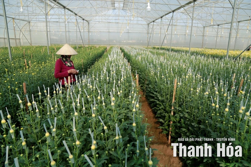 Thanh Hóa: 5 năm một hành trình khát vọng (Bài cuối) - Ủ than ấm để cơi lửa hồng