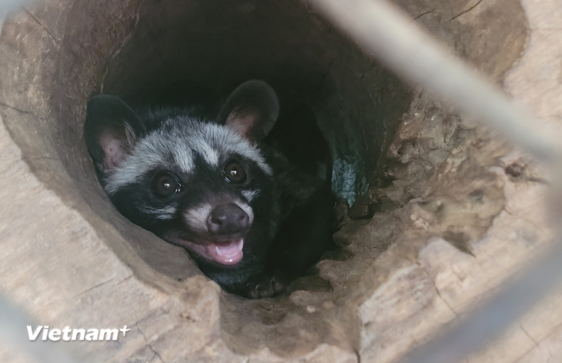 Công bố các đơn vị được tiếp nhận chuyển giao gỗ, động thực vật quý hiếm