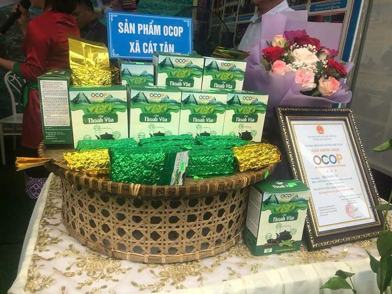 Cây chè Như Xuân, kỳ vọng mới trong nông nghiệp xanh