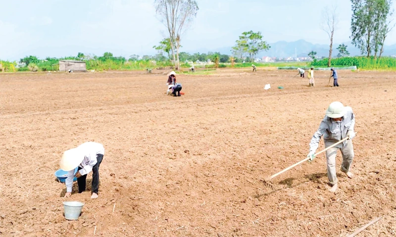 Tập trung chăm sóc, khôi phục sản xuất vụ đông