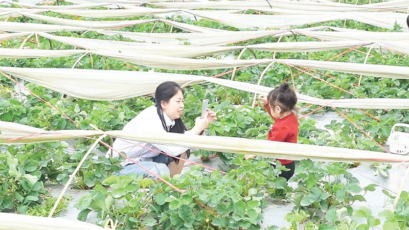 Hướng đi tiềm năng cho kinh tế nông thôn